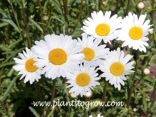 Shasta Daisy Alaska (Leucanthemum x superbum)